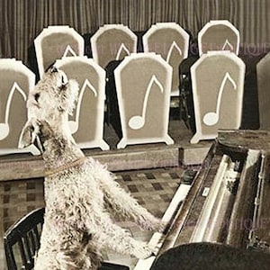 Fotografía vintage de los años 50 de un terrier cantando blues y tocando el piano (tarjeta de felicitación de 13 x 18 cm)