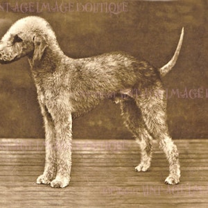 Fotografia antiga de um lindo cão Bedlington Terrier, cartão comemorativo 5x7