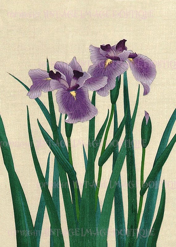 Antique 19th Century Japanese Botanical Illustration of Iris