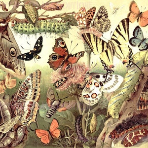 Ilustração entomológica antiga de insectiana vitoriana de várias espécies de borboletas, mariposas e lagartas, cartão comemorativo 5x7