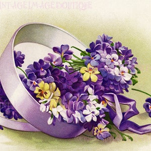 Ilustração botânica vitoriana antiga do século XIX de violetas/flores, cartão comemorativo 5x7