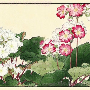 Ancienne illustration botanique japonaise du XIXe siècle de primevères / fleurs de primevère 5 x 7 cartes de voeux