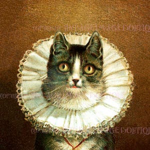 Antiguo retrato victoriano de un encantador gatito con una tarjeta de felicitación de volantes de cuello isabelino 5x7