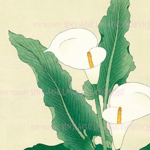Carte de voeux ancienne du XIXe siècle, illustration botanique japonaise de fleurs de lys calla 5 x 7