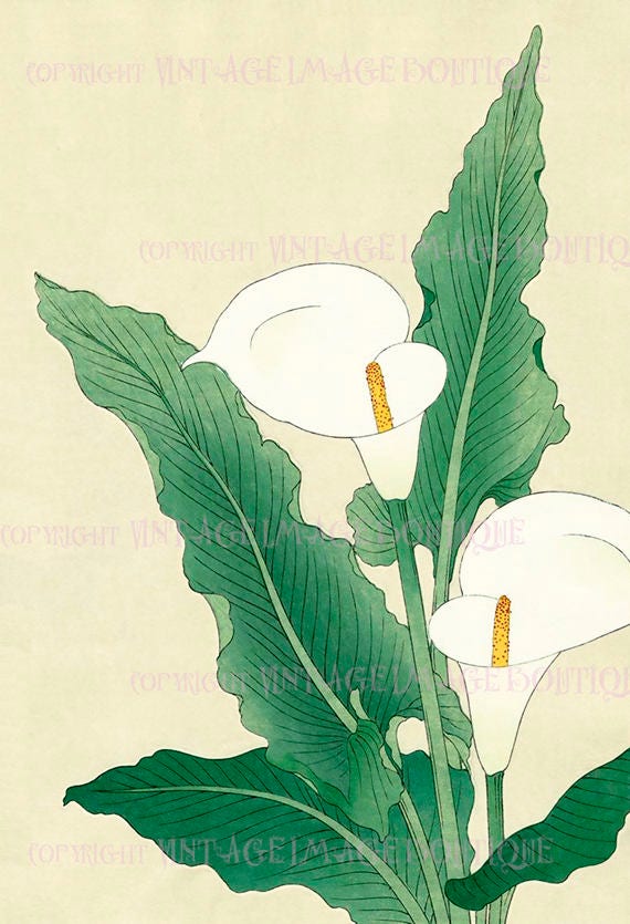 Antique 19th Century Japanese Botanical Illustration of Calla Lily