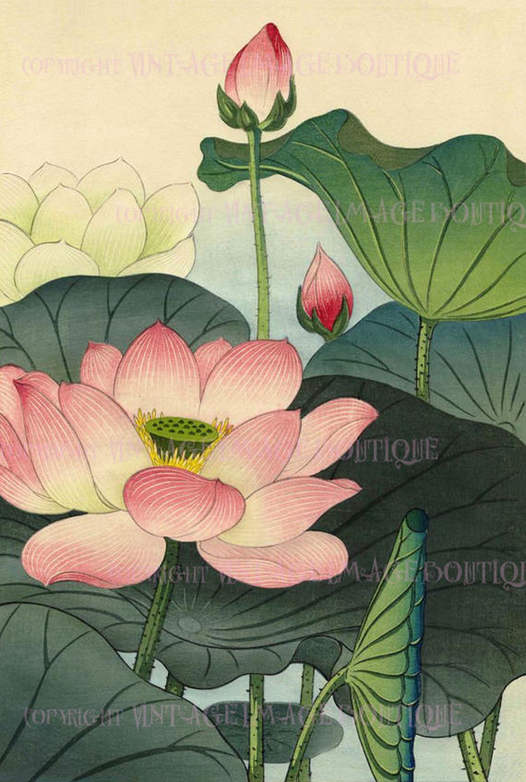 19世紀アンティークの日本の植物画「蓮の花」5x7インチの