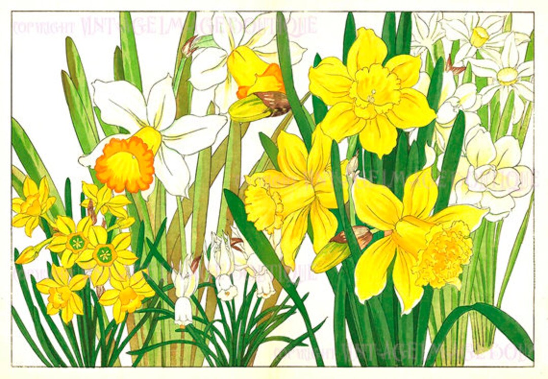 19世紀のアンティークな日本の植物画、水仙、ラッパスイセン