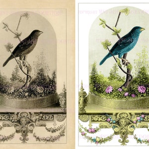 Ilustración victoriana antigua de un pájaro pinzón bajo una cúpula de vidrio disponible en dos variaciones: tarjeta de felicitación coloreada o pergamino 5x7