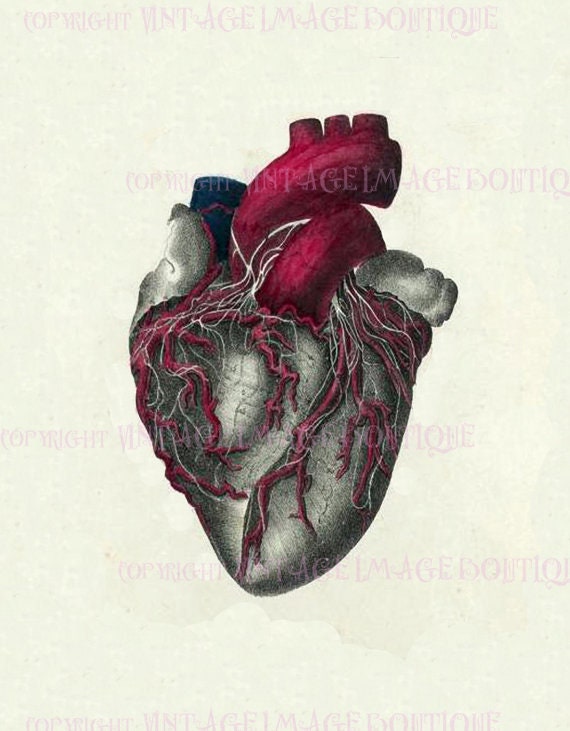 Medical Illustration Vintage Victorian Human Heart Anatomy