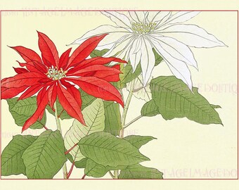 Antique 19th Century Japanese Botanical Illustration Of Red & White Poinsettias Christmas Season Winter Solstice Holiday 5x7 Greeting Card