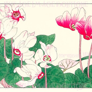 Antique 19th Century Japanese Botanical Illustration Of Cyclamen Plants In Bloom  5x7 Greeting Card