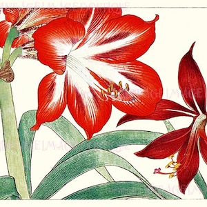 Ancienne illustration botanique japonaise du XIXe siècle d'amaryllis fleurs Noël solstice d'hiver vacances 5 x 7 carte de voeux