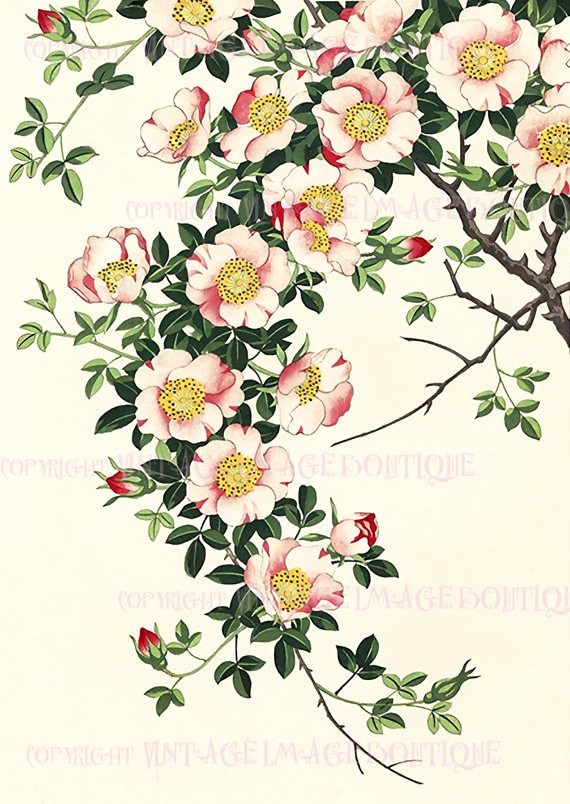 Antique 19th Century Japanese Botanical Illustration of
