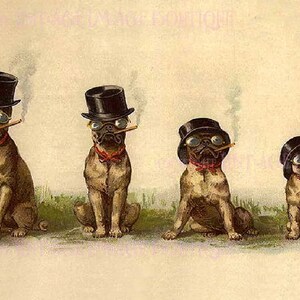 Vintage Edwardian Illustration von vier entzückenden Möpsen mit Zigarren und Top-Hüten 5x7 Grußkarte