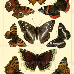 Ilustración entomológica antigua de Insectiana victoriana de mariposas y polillas 5x7 Tarjeta de felicitación