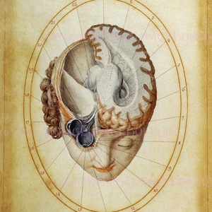 Ancienne ex-libris chirurgicale italienne du 18ème siècle Illustration de l'anatomie de l'oeil humain Médical et scientifique 5 x 7 Carte de voeux