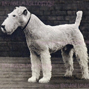 Fotografia antiga de um cão fox terrier de pelo duro, cartão comemorativo 5x7