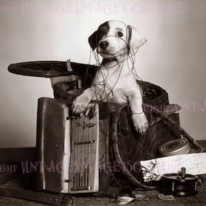 Fotografia vintage da década de 1920 de um cachorrinho adorável preso em uma cesta de pesca, cartão comemorativo 5x7