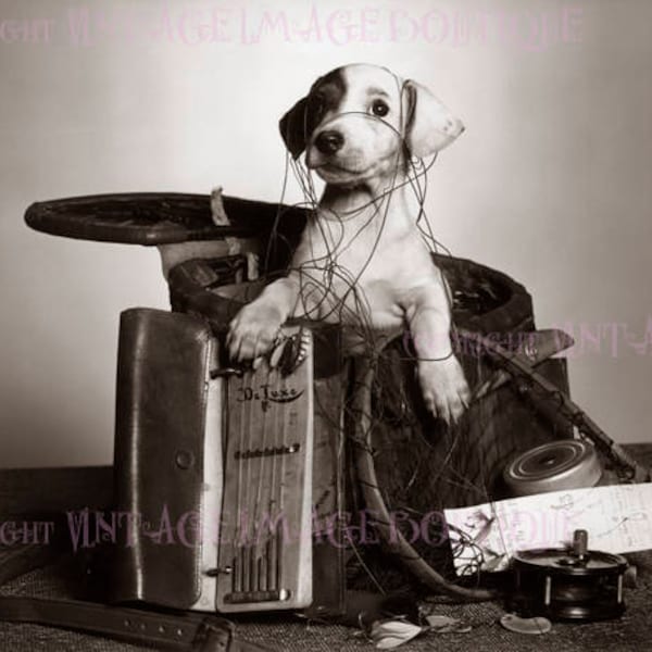 Vintage 1920's  Photograph Of An Adorable Puppy Dog Tangled In A Fishing Basket 5x7 Greeting Card