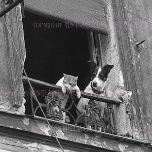 Vintage 1930 Schwarz-Weiß-Fotografie eines Terrier-Hundes und seines besten Freundes, der aus ihrem Paris-Fenster 5x7 Grußkarte