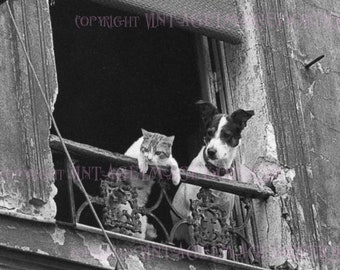 Vintage 1930&#39;s Black & White Photograph Of A Terrier Dog And His Feline Cat Best Friend Peering Out Their Paris Window  5x7 Greeting Card