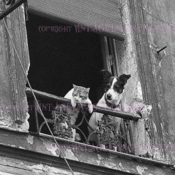 Vintage 1930's Black & White Photograph Of A Terrier Dog And His Feline Cat Best Friend Peering Out Their Paris Window  5x7 Greeting Card