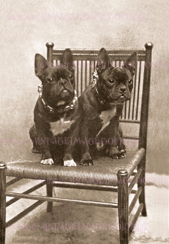 Antique Photo French Bulldog - Etsy
