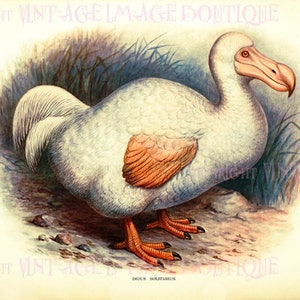 Illustration ornithologique victorienne antique d’un oiseau Dodo blanc 5x7 Carte de vœux