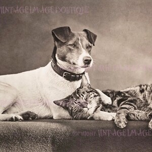 Carte de voeux ancienne photographie victorienne d'un affectueux chien terrier Jack Russell et son meilleur ami chat tigré 5 x 7