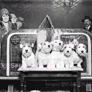 Vintage foto uit de jaren 1930 van vijf schattige Sealyham Terriers op een hondenshow 5 x 7 wenskaart