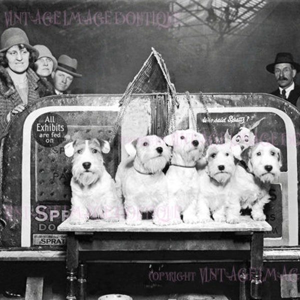Vintage 1930's Photograph Of Five Adorable Sealyham Terriers At A Dog Show 5x7 Greeting Card
