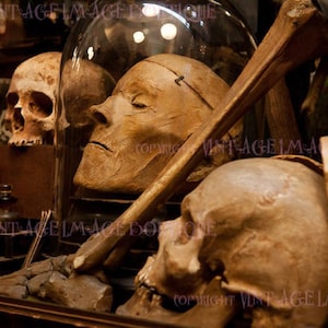 Vintage foto van een kast met schedelmonsters Medische curiosa Wetenschappelijke wenskaart van 5 x 7