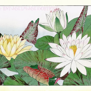 Ancienne illustration botanique japonaise victorienne du XIXe siècle de plantes de nénuphars 5 x 7 cartes de voeux