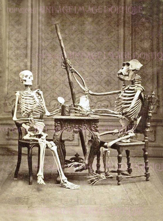 Antique Victorian Sepia Photo of A Human Skeleton and A Gorilla