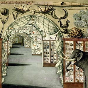 Antiguo Museo Georgiano Leverian de Curiosidades Ilustración de Londres 5x7 Tarjeta de felicitación