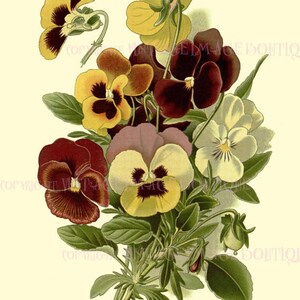 Illustration botanique antique victorienne du 19ème siècle de fleurs de pensée 5x7 Carte de vœux