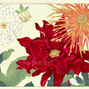 Antique  19th Century Japanese Botanical Illustration Of Several Varieties Of Dahlia Flowers  5x7 Greeting Card