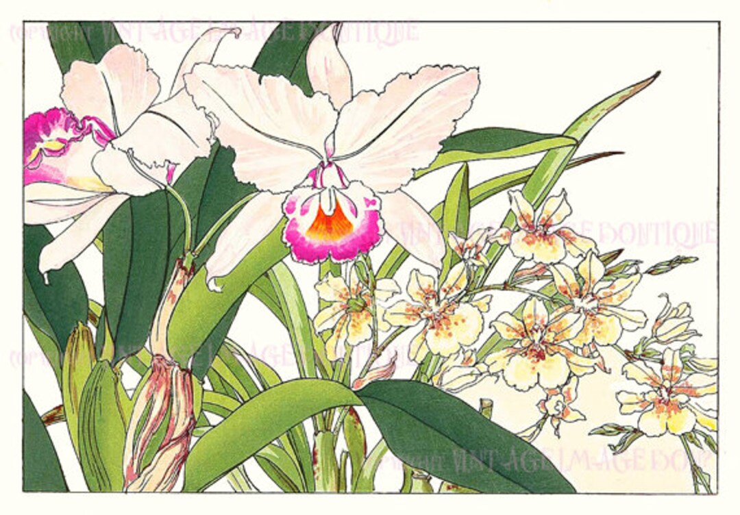 Antique 19th Century Japanese Botanical Illustration of Cattleya ...