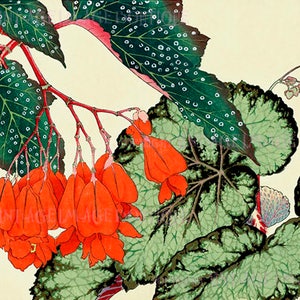 Ilustração botânica japonesa antiga do século XIX de plantas de begônia com flores, cartão comemorativo 5x7