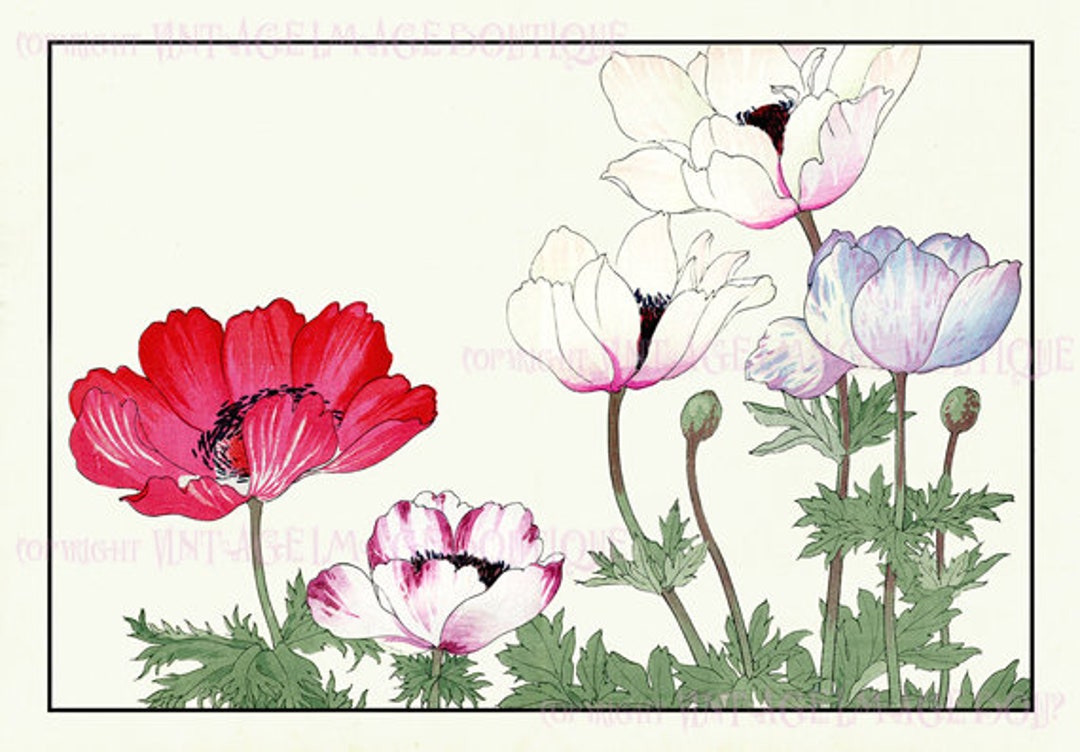 Antique 19th Century Japanese Botanical Illustration of Anemone Flowers ...