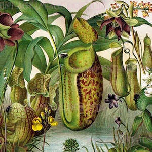 Antique  18th Century Botanical Illustration Of Carniverous Plants  5x7 Greeting Card