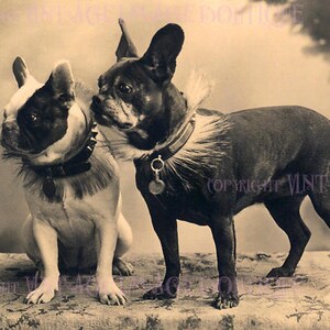 Vintage 1920er Sepia-Foto eines entzückenden Paares französischer Bulldoggen 5x7 Grußkarte