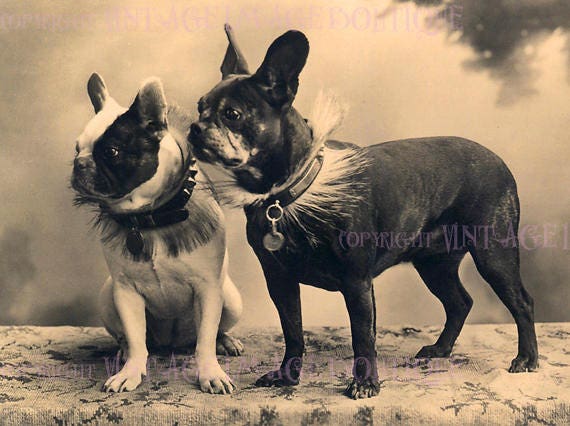 Antique Photo French Bulldog - Etsy
