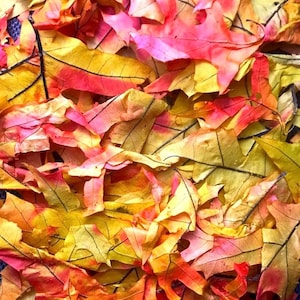 May include: A close-up shot of a pile of colorful autumn leaves. The leaves display a vibrant mix of colors, including yellow, red, orange, and pink. The veins of the leaves are visible, adding texture to the image. The leaves are scattered, creating a natural, seasonal display.