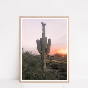 May include: A tall, green saguaro cactus stands in the desert at sunset. The sky is a soft pink and orange, and the cactus is silhouetted against the colorful sky.
