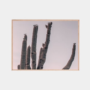 Designer Wandkunst, Kaktus Poster, Botanischer Druck, Palm Springs Druck, Kaktus Wandkunst