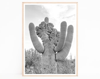 Cactus Print, Tucson Arizona, Southwestern Art, Saguaro Cactus, Desert Photography