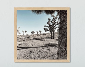 Joshua Tree Art, schäbiger Baum, Reise Kalifornien, Mojave-Wüste, Nationalpark-Druck