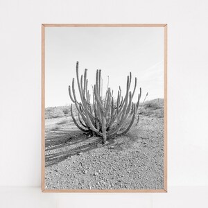 Arizona Kunstdruck, Orgelpfeife Kaktus, Ajo Arizona, Sonoran Wüste, Kaktus Poster, Wüstenfotografie, Wüste