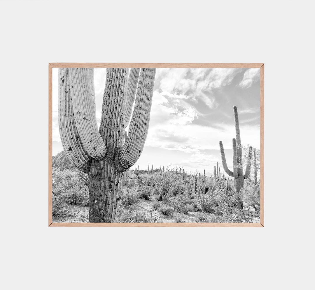 Black and White Saguaro Cactus Photo: Southwest Desert Wall Art ...